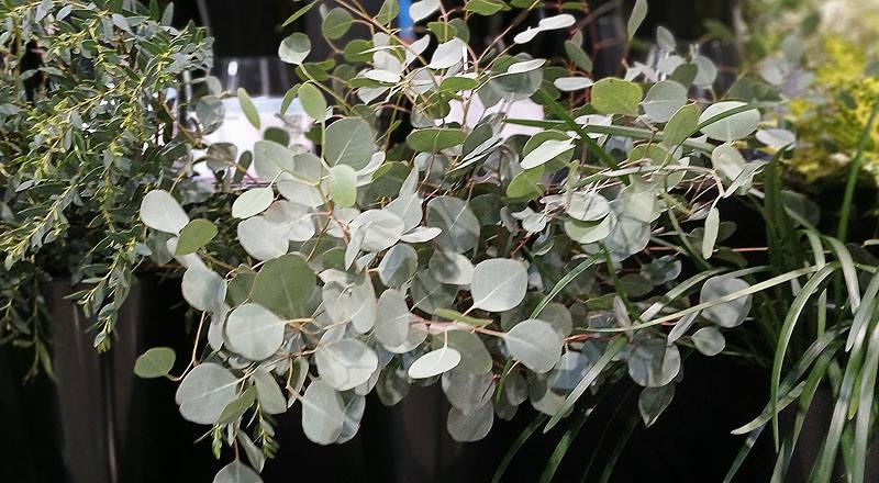 圓葉尤加利 實拍圖片3