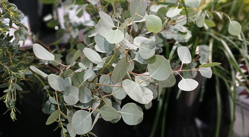 圓葉尤加利 實拍圖片2