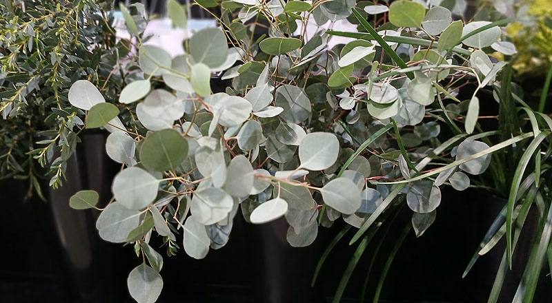 圓葉尤加利 實拍圖片1