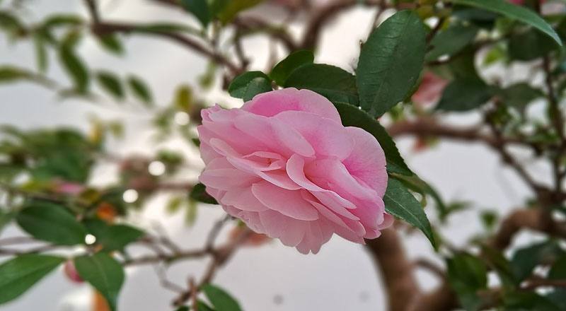 芙蓉香波 實拍圖片6