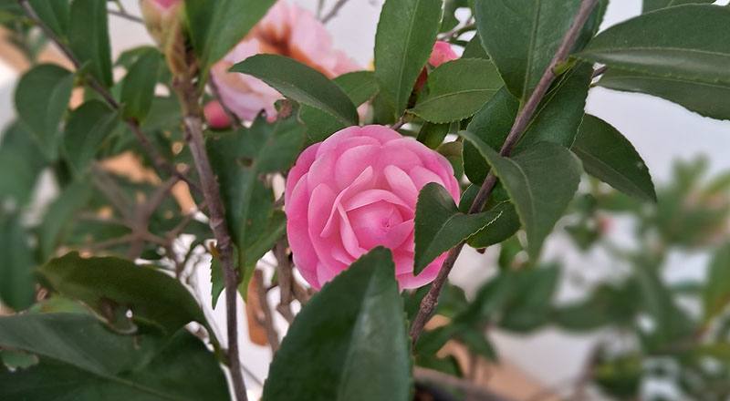 芙蓉香波 實拍圖片8