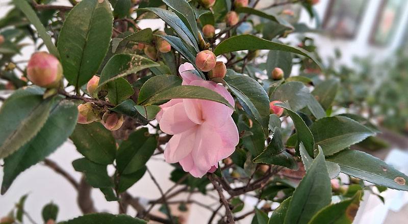 芙蓉香波 實拍圖片12