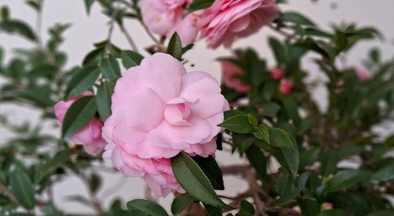 芙蓉香波 實拍圖片1