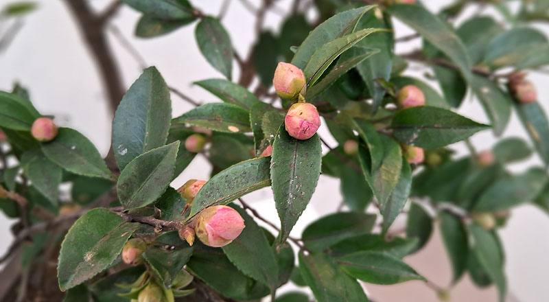 芙蓉香波 實拍圖片14