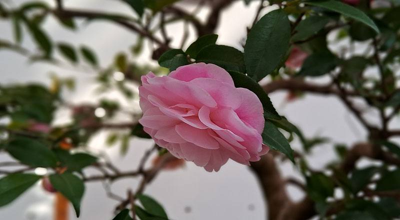 芙蓉香波 實拍圖片7