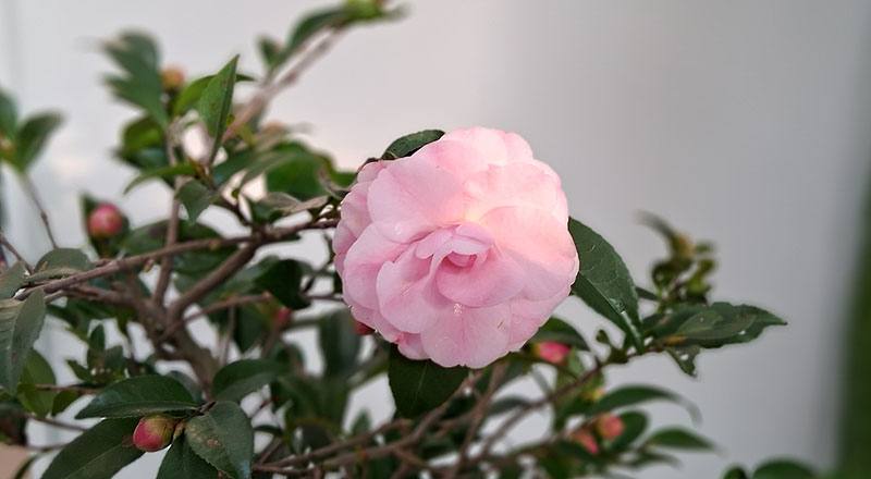 芙蓉香波 實拍圖片15