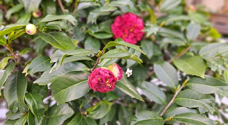 風城之星 實拍圖片2