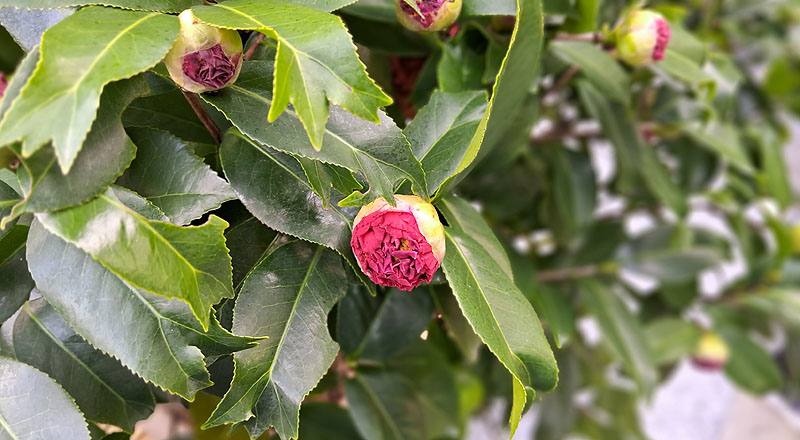 風城之星 實拍圖片3