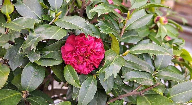 風城之星 實拍圖片1