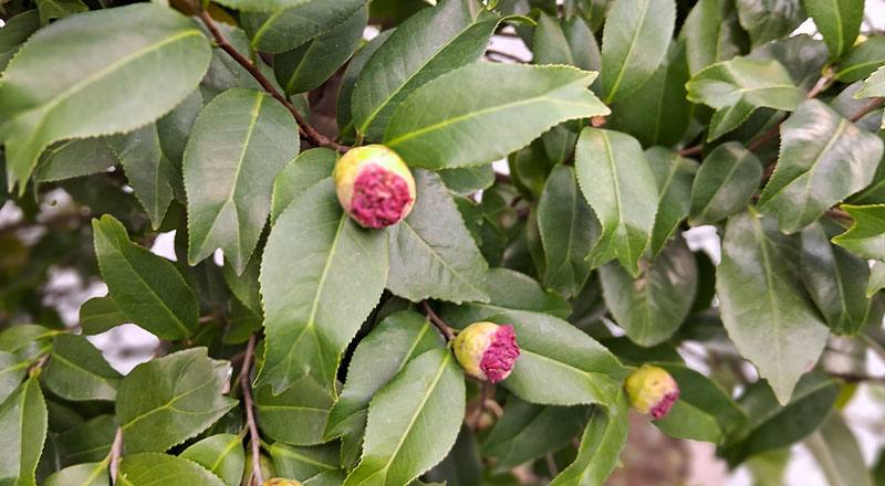 風城之星 實拍圖片4