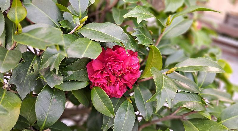 風城之星 實拍圖片6