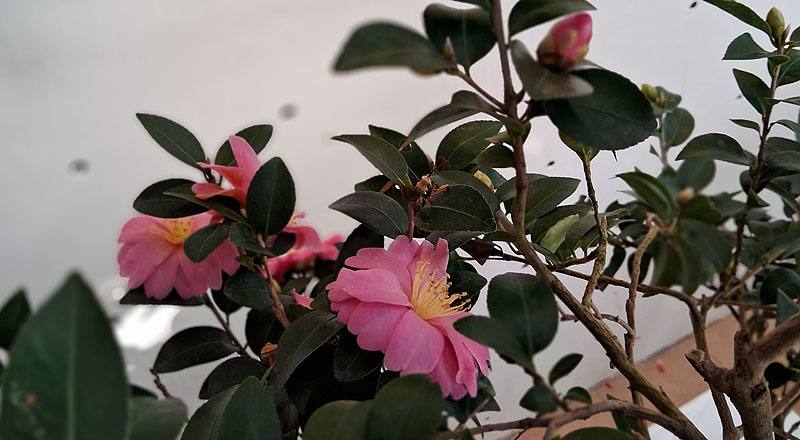 姬光輝 實拍圖片6