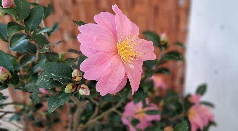 姬光輝 實拍圖片3