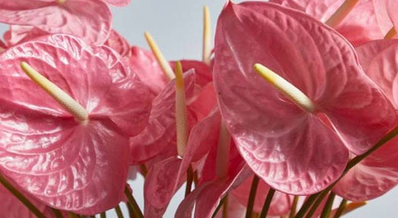 火鶴花粉色花材實拍圖